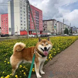 Dodatkowe zdjęcia: Szczenięta Super Shiba