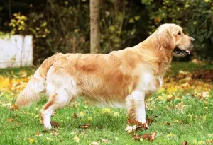 Zdjęcie №1. Usługi krycia - rasa: golden retriever. Cena - 2147zł