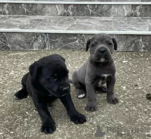 Dodatkowe zdjęcia: Cane Corso szczenięta