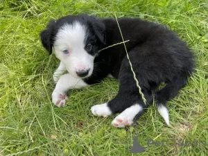 Zdjęcie №1. border collie - na sprzedaż w San Diego | 1386zł | Zapowiedź №64140