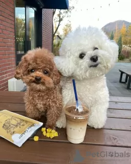 Dodatkowe zdjęcia: Adorable poodle