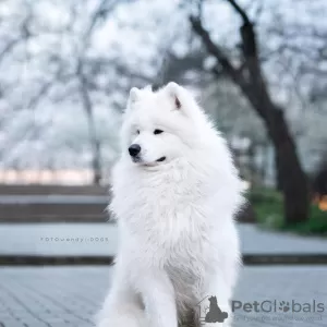 Dodatkowe zdjęcia: Szczeniaki Samoyed