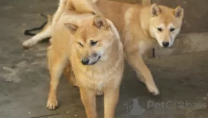 Zdjęcie №3. Shiba Inu szczenięta na sprzedaż. Serbia