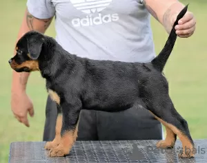 Zdjęcie №2 do zapowiedźy № 70599 na sprzedaż  rottweiler - wkupić się Serbia hodowca