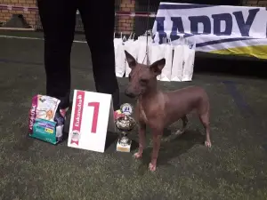 Zdjęcie №4. Sprzedam american hairless terrier w Rezekne. hodowca - cena - Bezpłatny