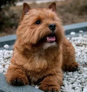 Zdjęcie №4. Sprzedam norwich terrier w Nowosybirsk. prywatne ogłoszenie - cena - negocjowane