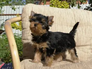 Zdjęcie №2 do zapowiedźy № 2648 na sprzedaż  yorkshire terrier - wkupić się Federacja Rosyjska prywatne ogłoszenie, od żłobka, hodowca