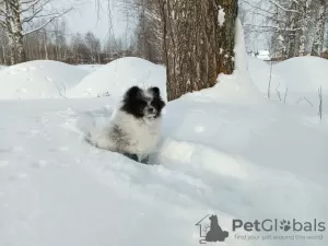 Dodatkowe zdjęcia: Szpic niemiecki, córeczka