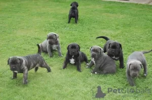 Zdjęcie №1. cane corso - na sprzedaż w Kauniainen | Bezpłatny | Zapowiedź №129433