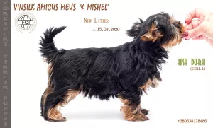 Zdjęcie №1. yorkshire terrier - na sprzedaż w Zhytomyr | 2462zł | Zapowiedź №6722