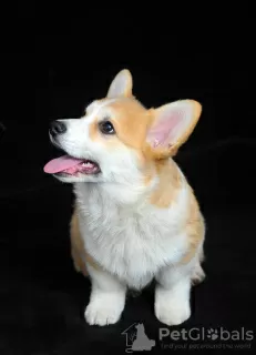 Zdjęcie №3. Szczenięta Welsh Corgi, samiec. Ukraina