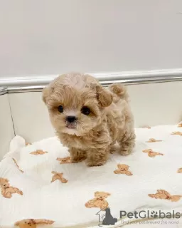 Zdjęcie №3. Uroczy szczeniak Maltipoo Teacup. Niemcy