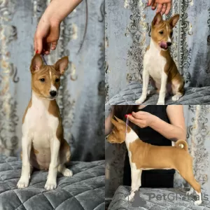 Dodatkowe zdjęcia: Basenji. Dziewczyny