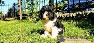 Zdjęcie №3. CAVAPOO tricolor szczeniak. Federacja Rosyjska