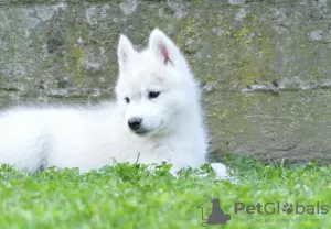 Dodatkowe zdjęcia: Siberian Husky szczenięta