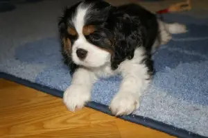 Zdjęcie №3. Szczeniaki Cavalier King Charles Spaniel chłopcy tricolor sprzedają. Białoruś