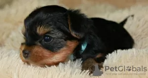 Zdjęcie №1. yorkshire terrier - na sprzedaż w Lipieck | 6607zł | Zapowiedź №26213