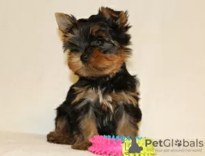 Dodatkowe zdjęcia: Sprzedam szczenięta rasy Yorkshire Terrier