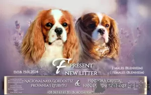 Zdjęcie №4. Sprzedam cavalier king charles spaniel w Stavanger. prywatne ogłoszenie - cena - negocjowane