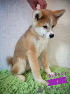 Dodatkowe zdjęcia: Akita Inu