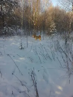 Dodatkowe zdjęcia: Sprzedam szczenięta rasy husky z Zachodniej Syberii od pracujących rodziców o