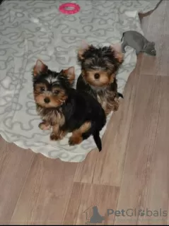 Zdjęcie №1. yorkshire terrier - na sprzedaż w Biały Kościół | 1337zł | Zapowiedź №12004