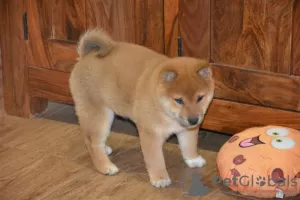 Dodatkowe zdjęcia: Beautiful shiba inu