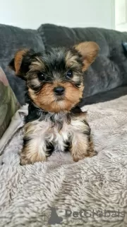 Zdjęcie №1. yorkshire terrier - na sprzedaż w Fremont | 1585zł | Zapowiedź №102459