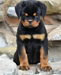 Zdjęcie №1. rottweiler - na sprzedaż w Kowno | negocjowane | Zapowiedź №120705