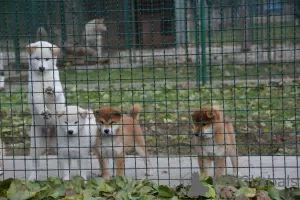 Dodatkowe zdjęcia: Szczenięta Shiba Inu