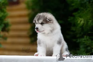 Zdjęcie №1. alaskan malamute - na sprzedaż w Москва | 1835zł | Zapowiedź №7534