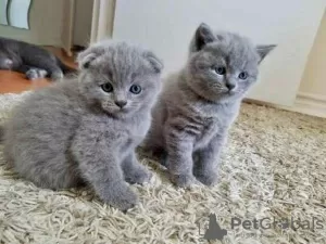 Zdjęcie №1. scottish fold - na sprzedaż w Vestby | negocjowane | Zapowiedź № 10761