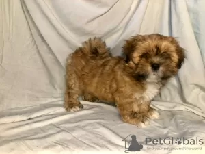 Zdjęcie №4. Sprzedam lhasa apso w Petersburg. od żłobka, hodowca - cena - 2578zł