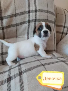 Dodatkowe zdjęcia: Szczenięta Jack Russell Terrier