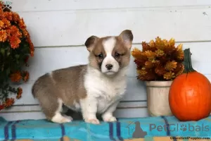 Zdjęcie №2 do zapowiedźy № 63543 na sprzedaż  welsh corgi - wkupić się Grecja 