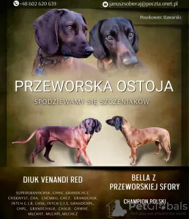 Dodatkowe zdjęcia: Szczeniako Posokowiec Bawarski