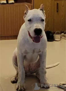 Dodatkowe zdjęcia: Dogo Argentino szczeniaki