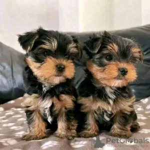 Zdjęcie №1. yorkshire terrier - na sprzedaż w Himanka | negocjowane | Zapowiedź №54799