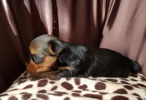 Zdjęcie №3. Yorkshire terrier. Amberstill. Francja