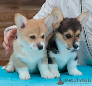 Zdjęcie №3. Szczenięta Pembroke Welsh Corgi. Federacja Rosyjska