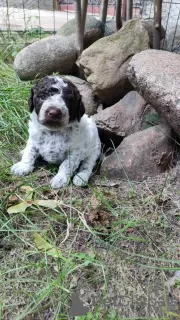 Zdjęcie №4. Sprzedam lagotto romagnolo w Augustów. hodowca - cena - 3767zł