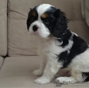 Zdjęcie №1. cavalier king charles spaniel - na sprzedaż w Jersey City | 3165zł | Zapowiedź №36964