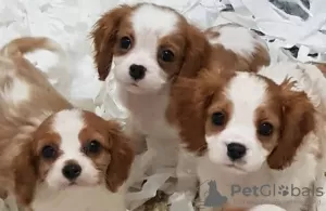 Zdjęcie №2 do zapowiedźy № 18621 na sprzedaż  cavalier king charles spaniel - wkupić się Holandia prywatne ogłoszenie