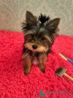 Zdjęcie №1. yorkshire terrier - na sprzedaż w Saratov | 1547zł | Zapowiedź №69405