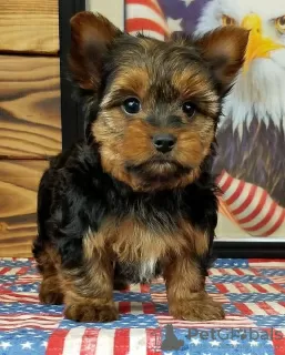 Zdjęcie №1. yorkshire terrier - na sprzedaż w Orlando | negocjowane | Zapowiedź №11075