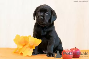 Zdjęcie №3. Szczenięta Labrador Retriever. Federacja Rosyjska