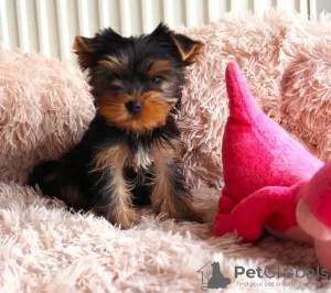 Zdjęcie №1. yorkshire terrier - na sprzedaż w Östersund | Bezpłatny | Zapowiedź №89559