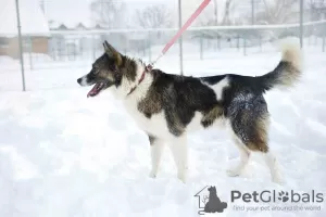 Dodatkowe zdjęcia: Cudowny pies Hanik szuka domu!