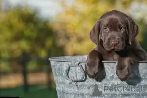 Dodatkowe zdjęcia: Sprzedam szczenięta rasy labrador retriever