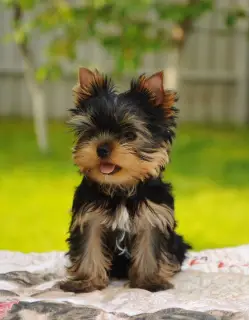 Dodatkowe zdjęcia: Chłopcy Yorkshire terrier na sprzedaż!